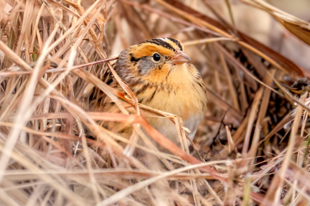 LeConte's Sparrow - ML645550305