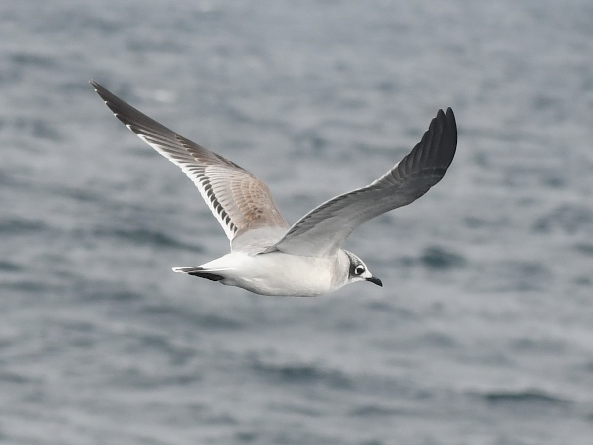 Gabbiano di Franklin - ML645550306