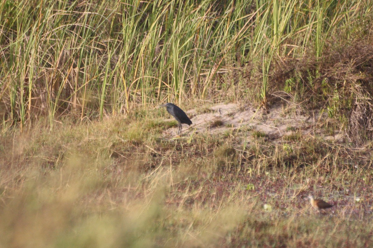 Black Heron - ML645550310