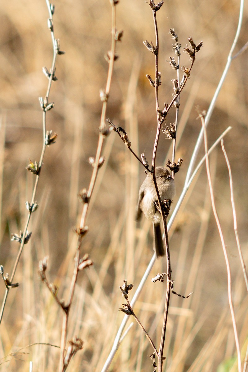 Bushtit - ML645550313