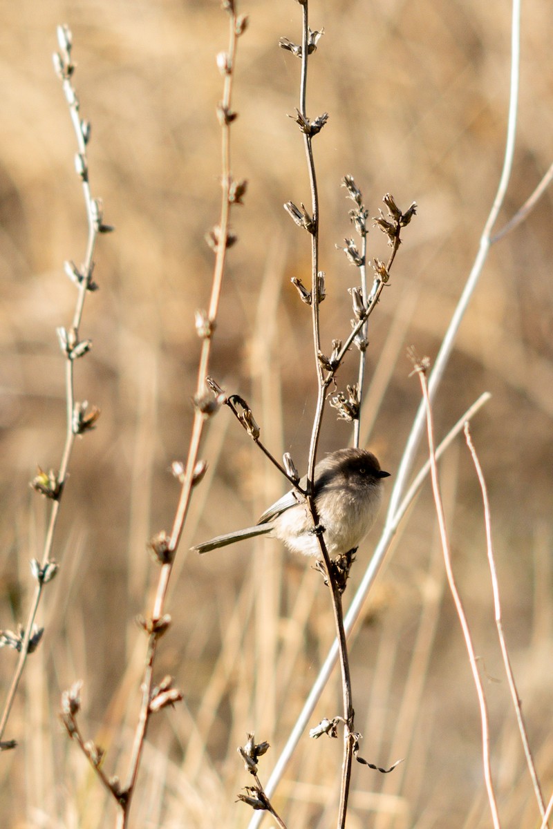 Bushtit - ML645550314