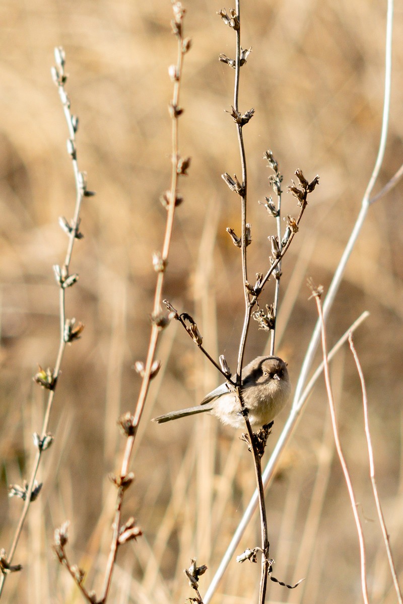 Bushtit - ML645550315