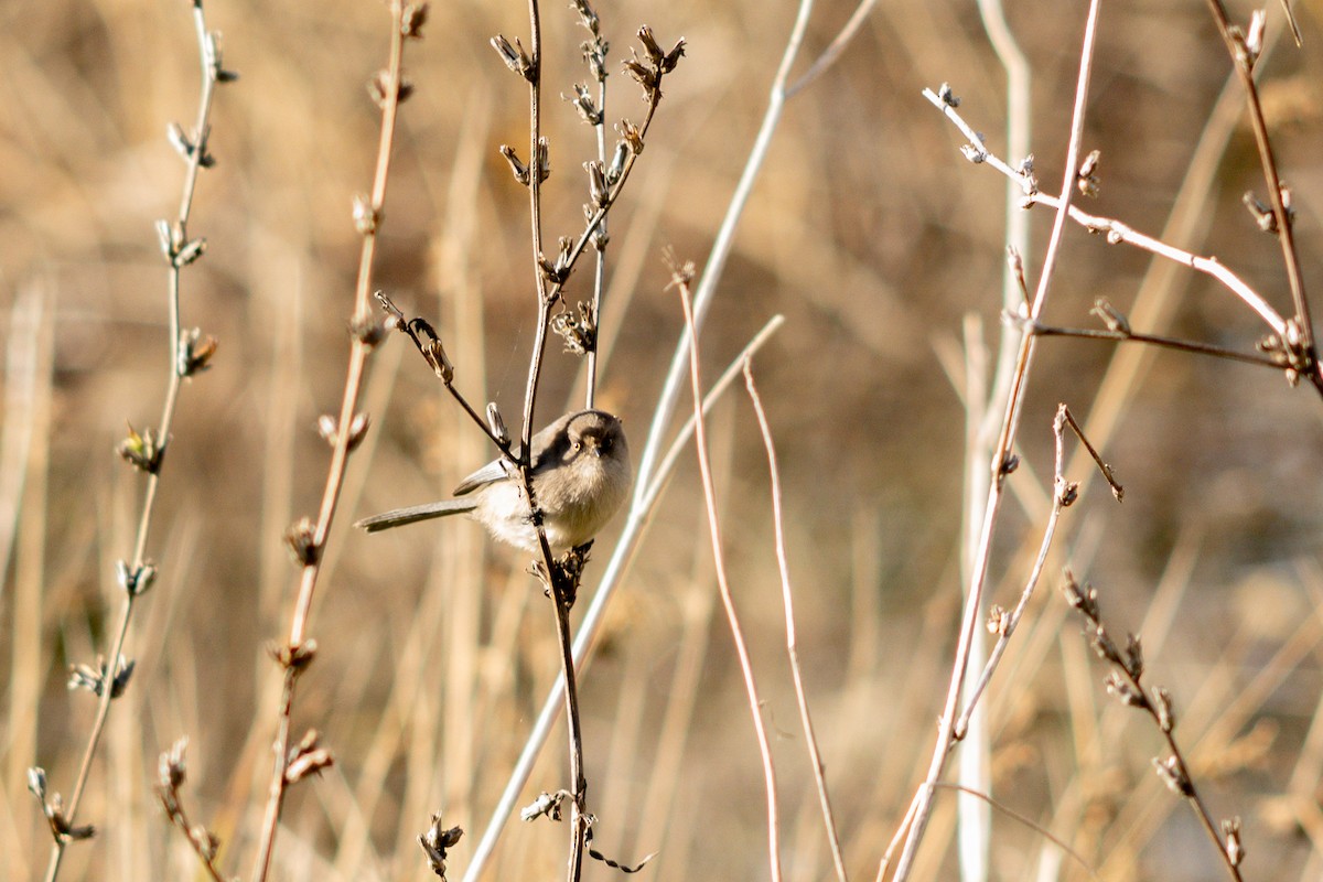 Bushtit - ML645550316
