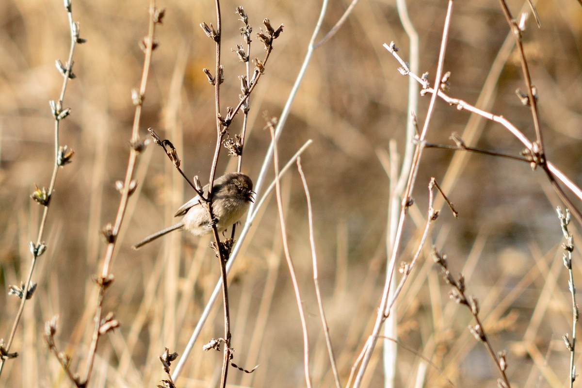 Bushtit - ML645550317
