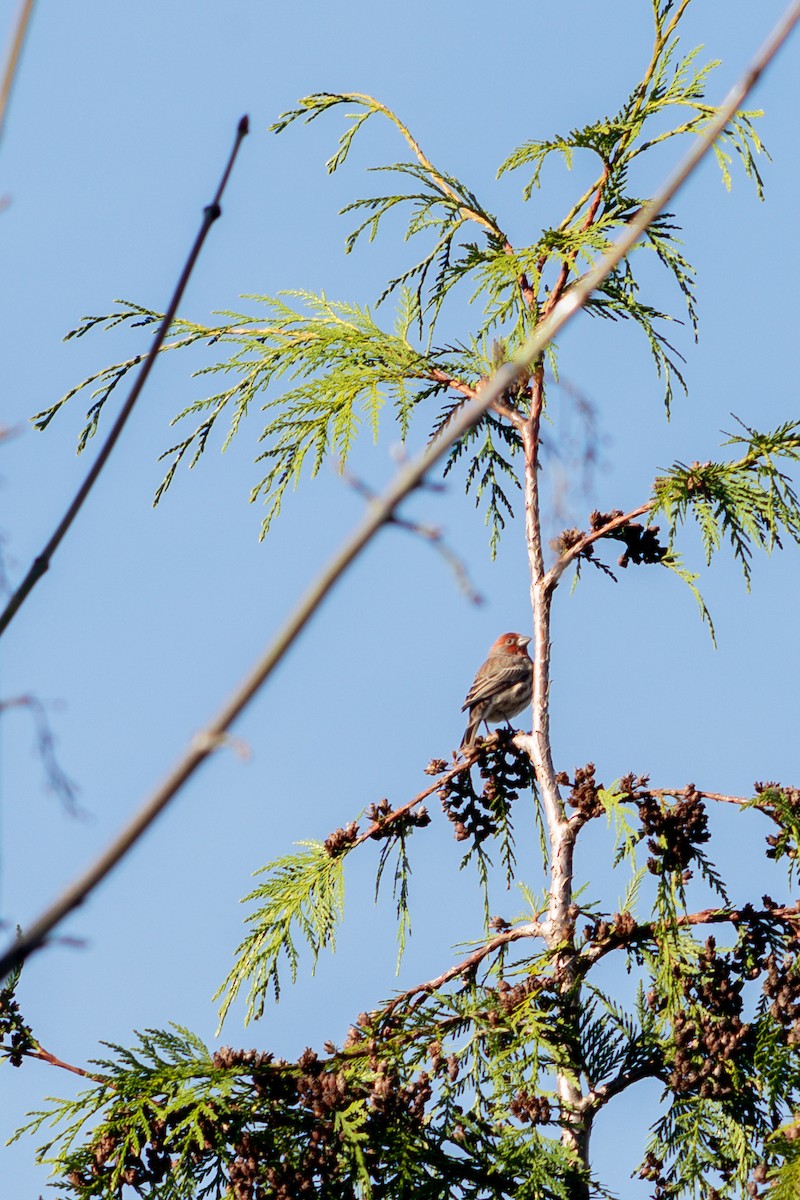 House Finch - ML645550330