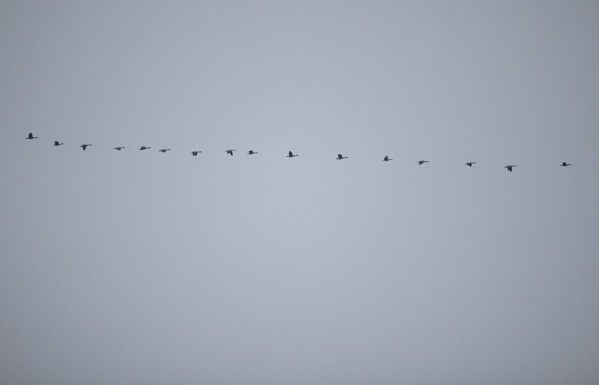 Canada Goose - ML645550344