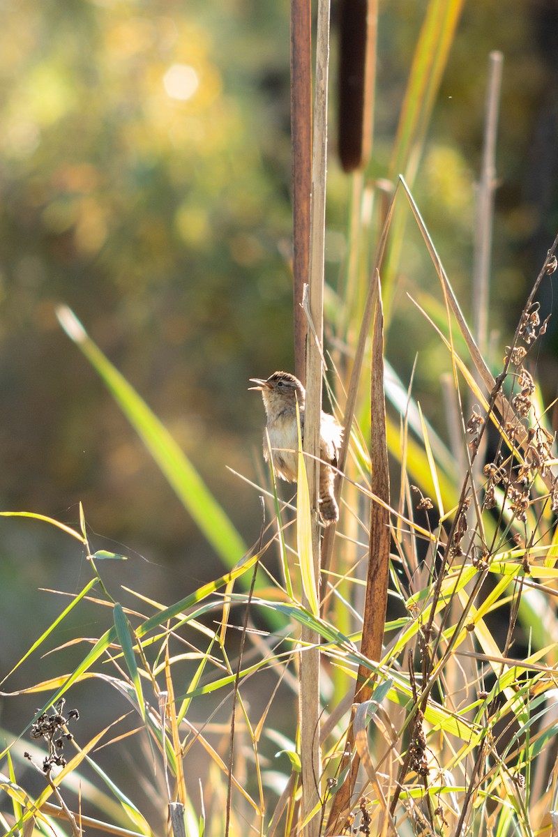 Marsh Wren - ML645550345