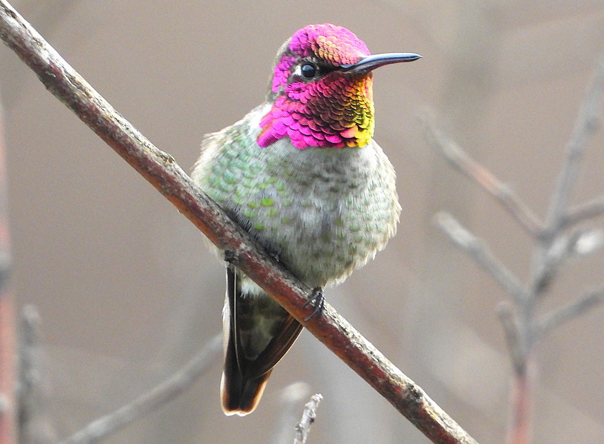 kalypta růžovohlavá - ML645550347