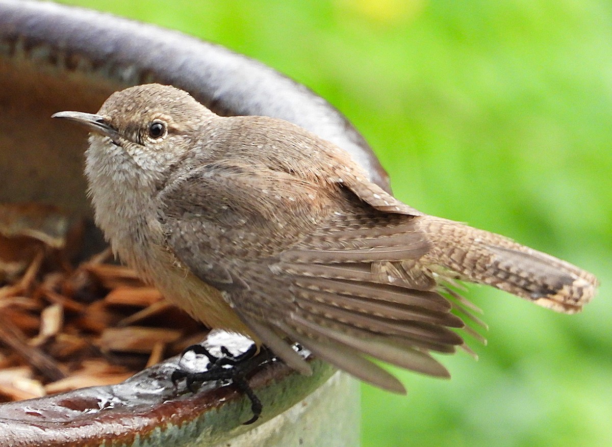 střízlík skalní - ML645550353