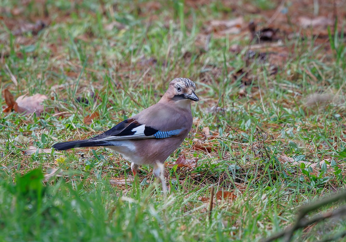 sojka obecná - ML645550354