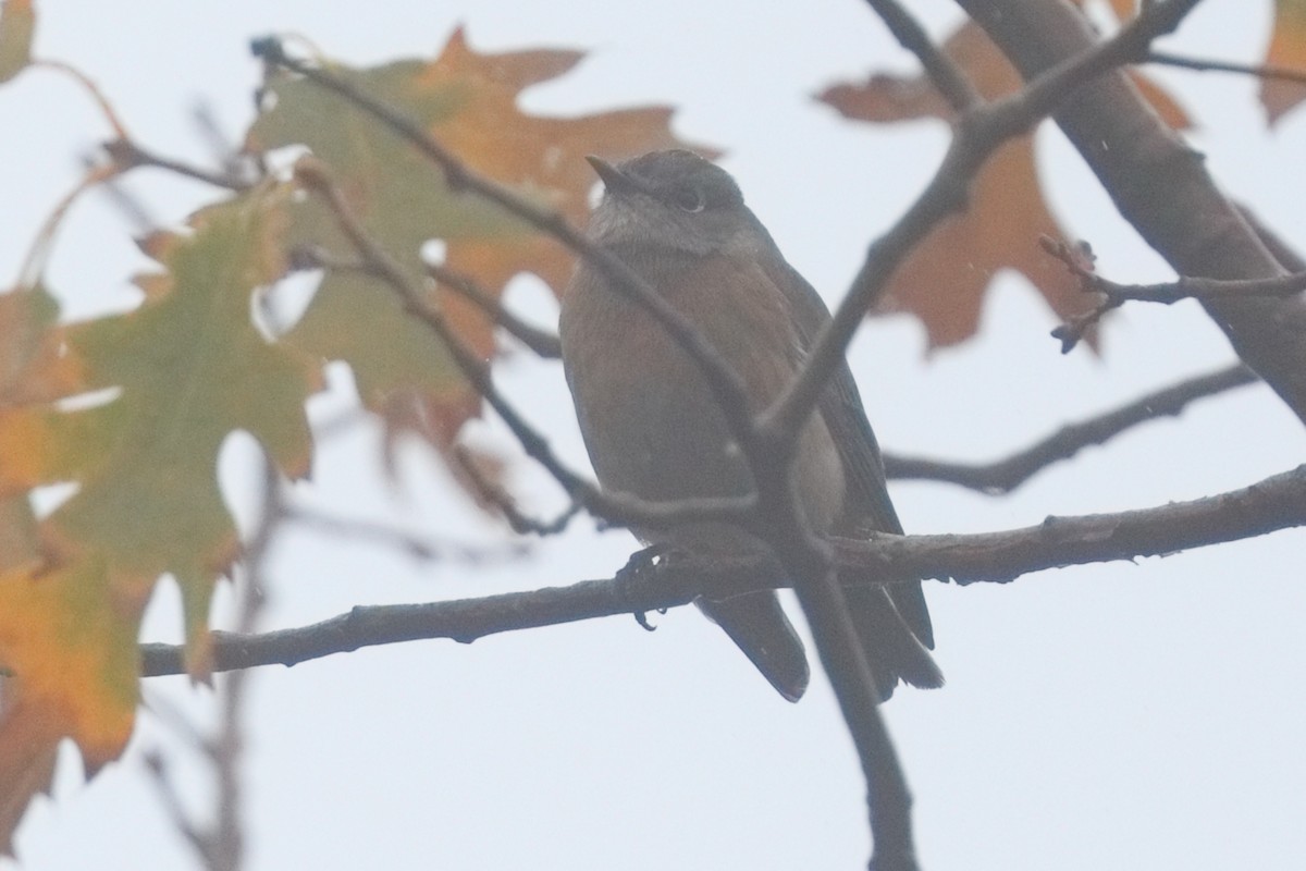 Western Bluebird - ML645550356