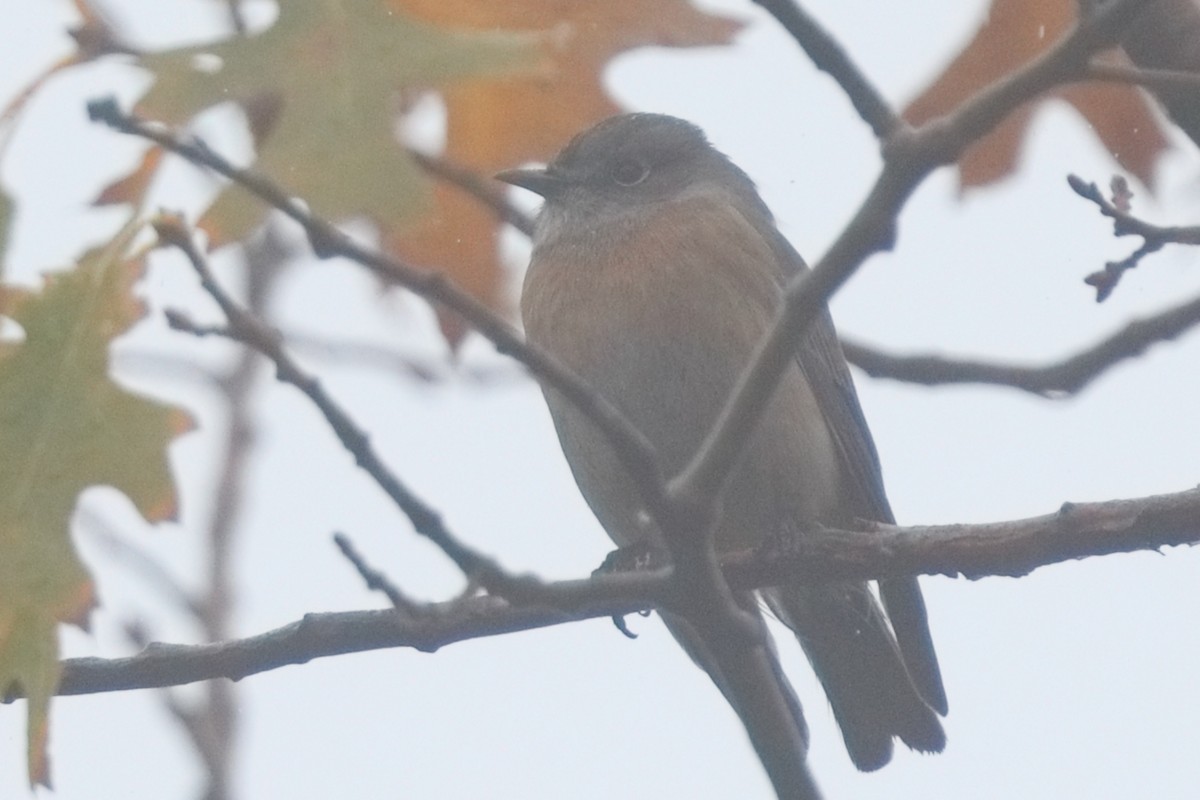 Western Bluebird - ML645550358