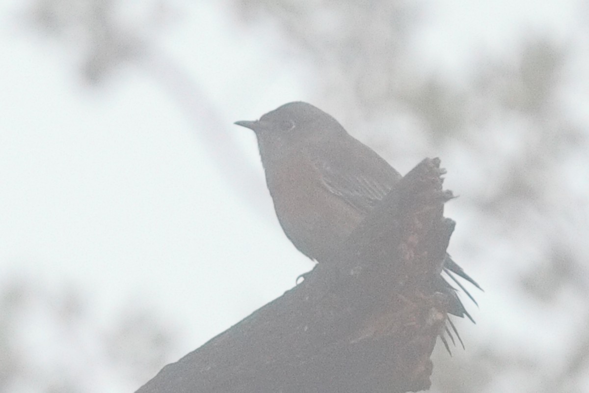 Western Bluebird - ML645550359