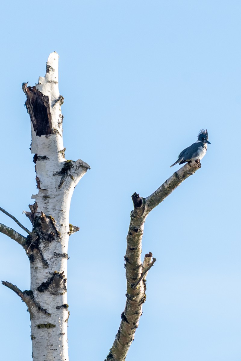 Belted Kingfisher - ML645550361