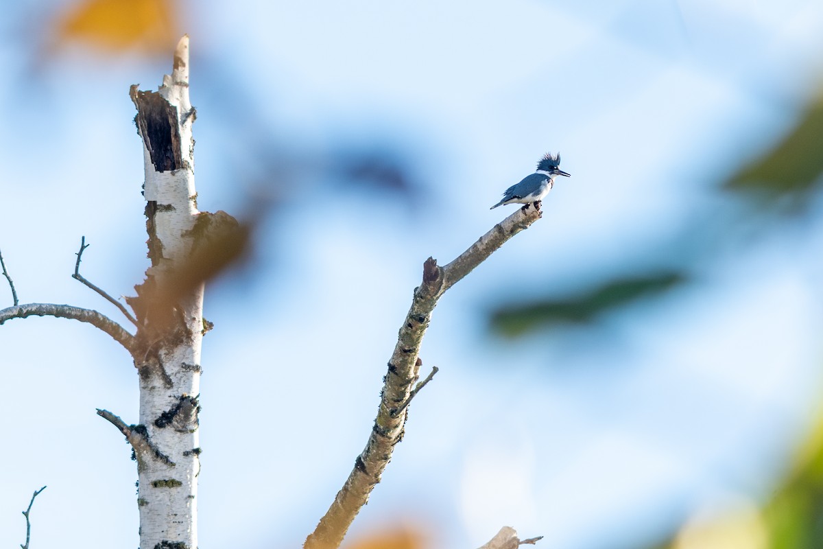 Belted Kingfisher - ML645550362