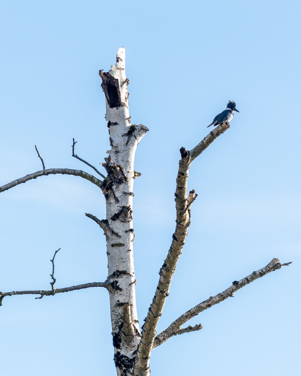 Belted Kingfisher - ML645550363