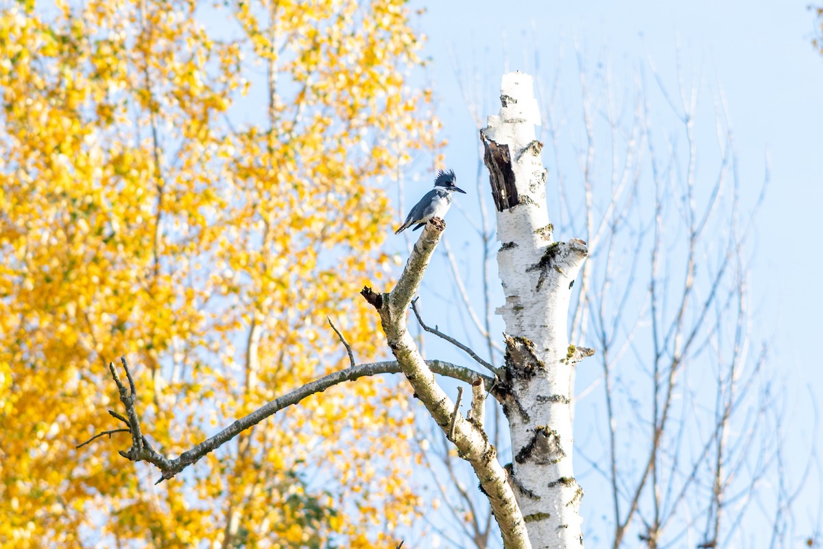 Belted Kingfisher - ML645550364