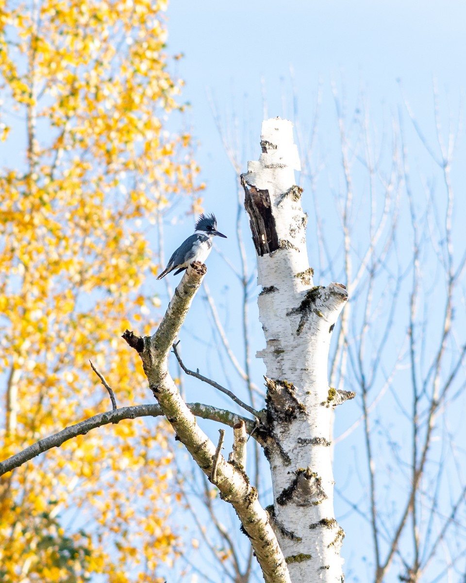 Belted Kingfisher - ML645550365