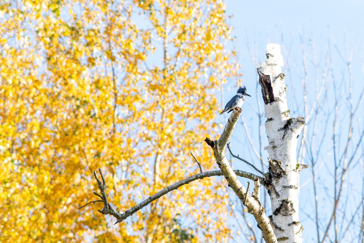 Belted Kingfisher - ML645550366