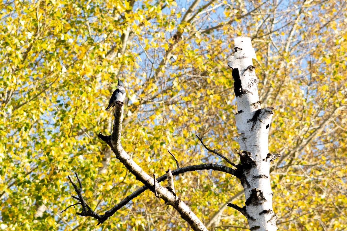 Belted Kingfisher - ML645550367