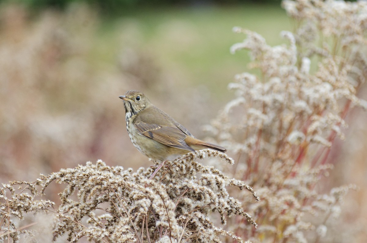 Hermit Thrush - ML645550369