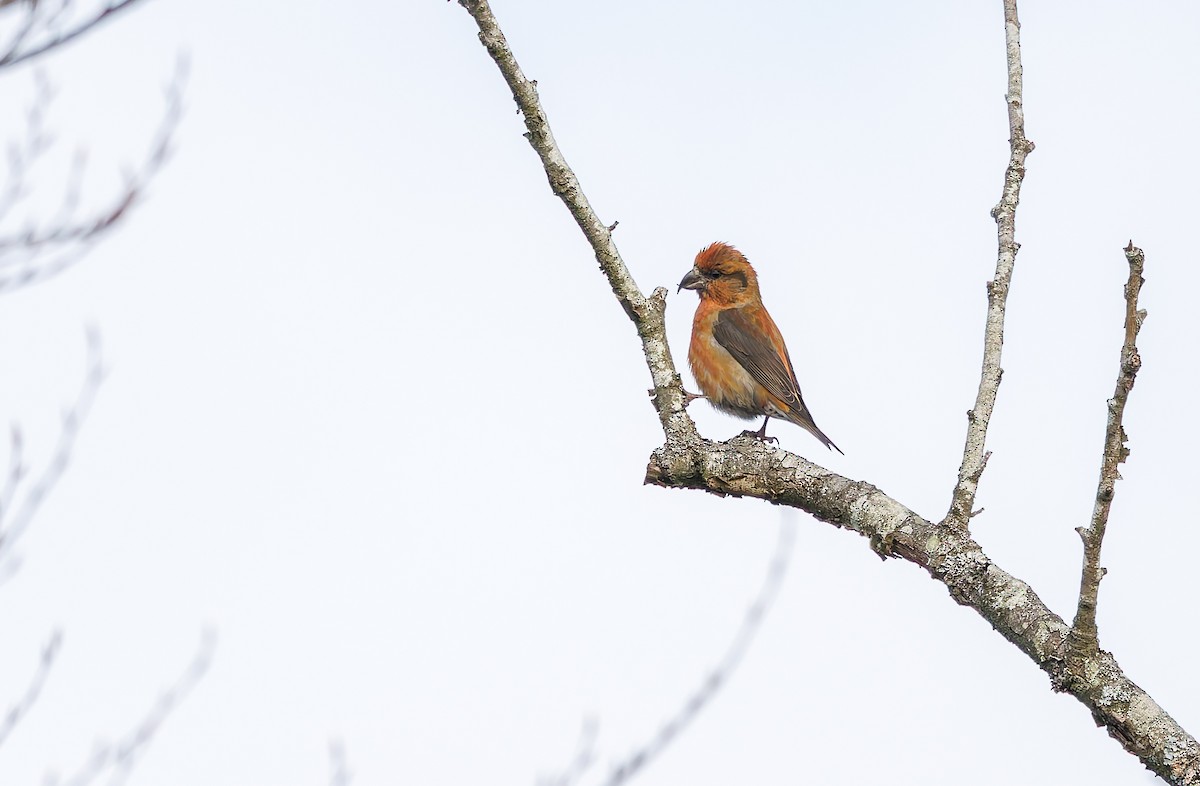 křivka obecná - ML645550370