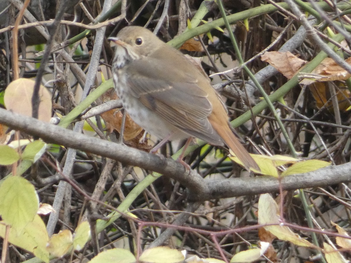 Hermit Thrush - ML645550380