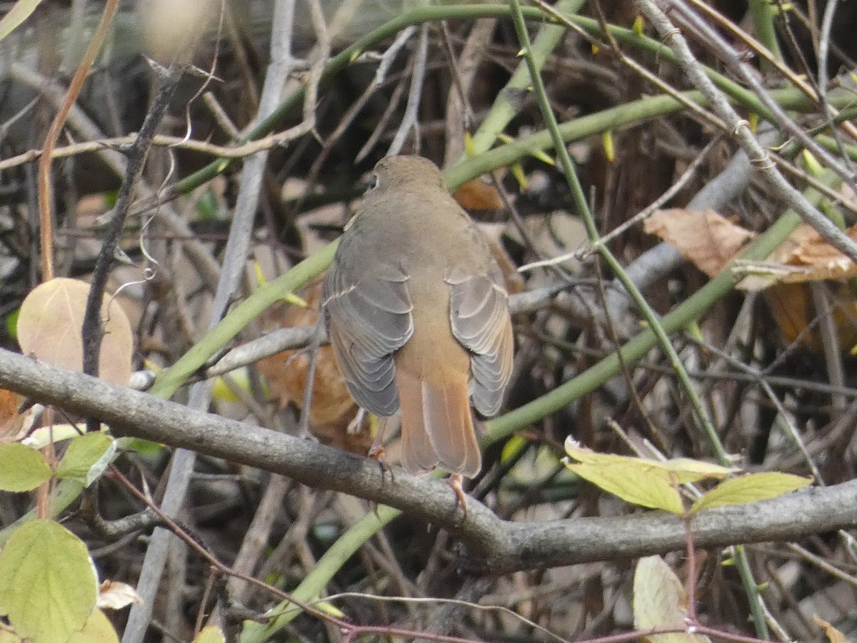Hermit Thrush - ML645550381