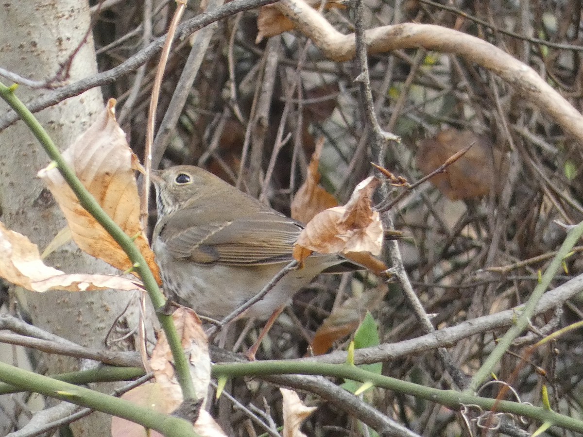 Hermit Thrush - ML645550382