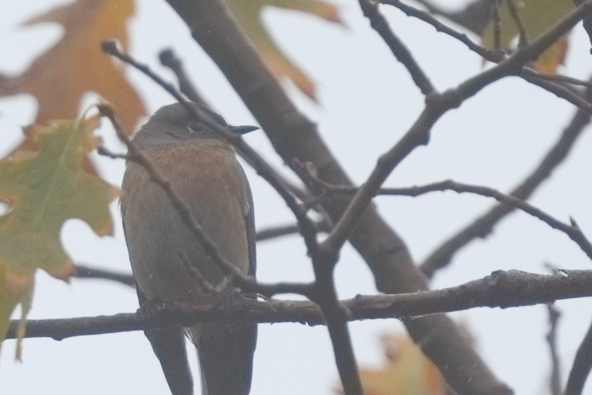 Western Bluebird - ML645550390