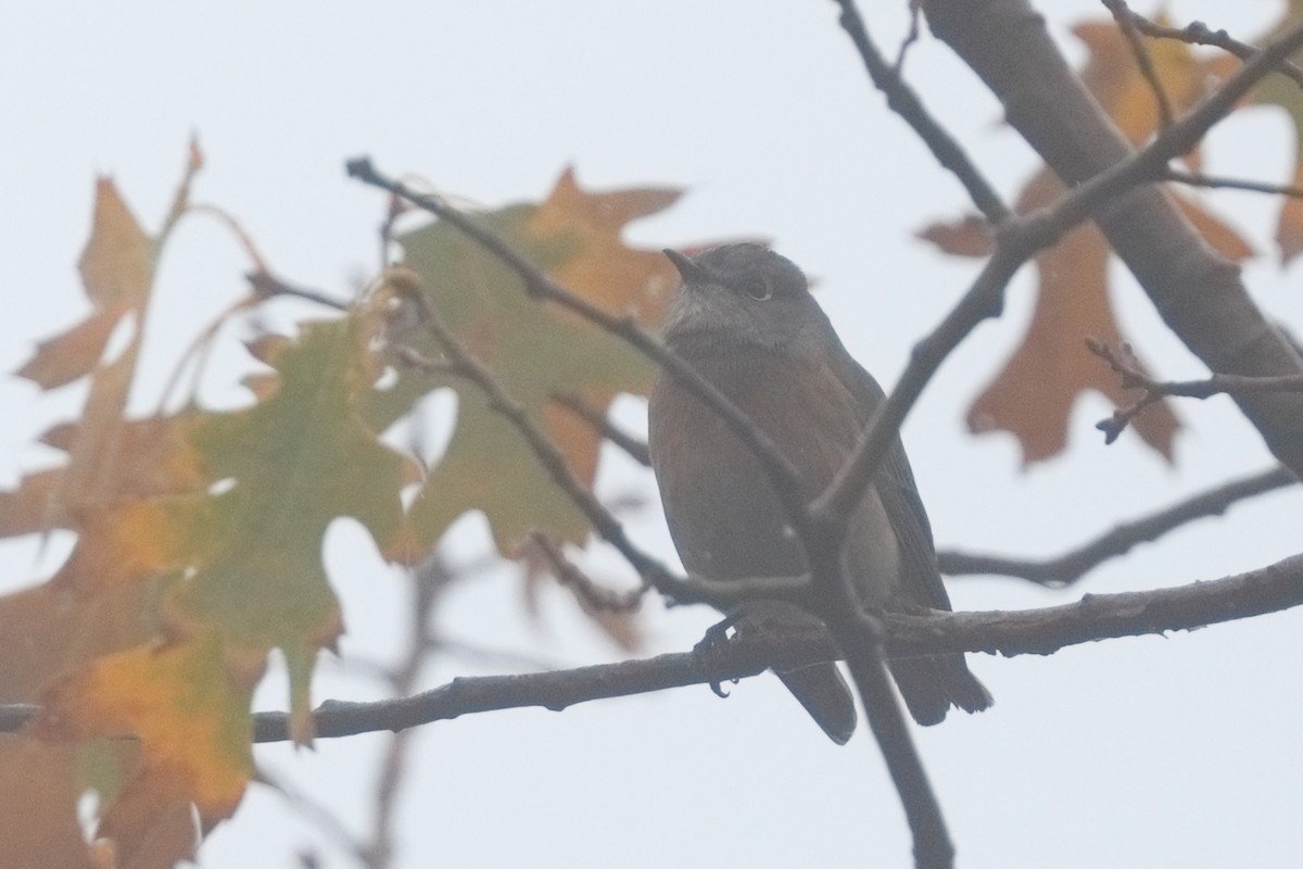 Western Bluebird - ML645550391