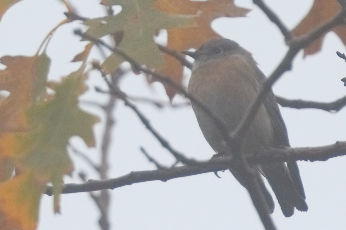 Western Bluebird - ML645550392