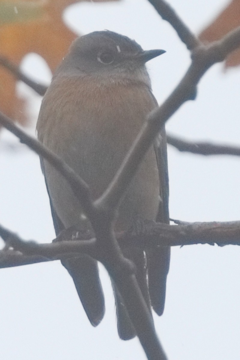 Western Bluebird - ML645550393