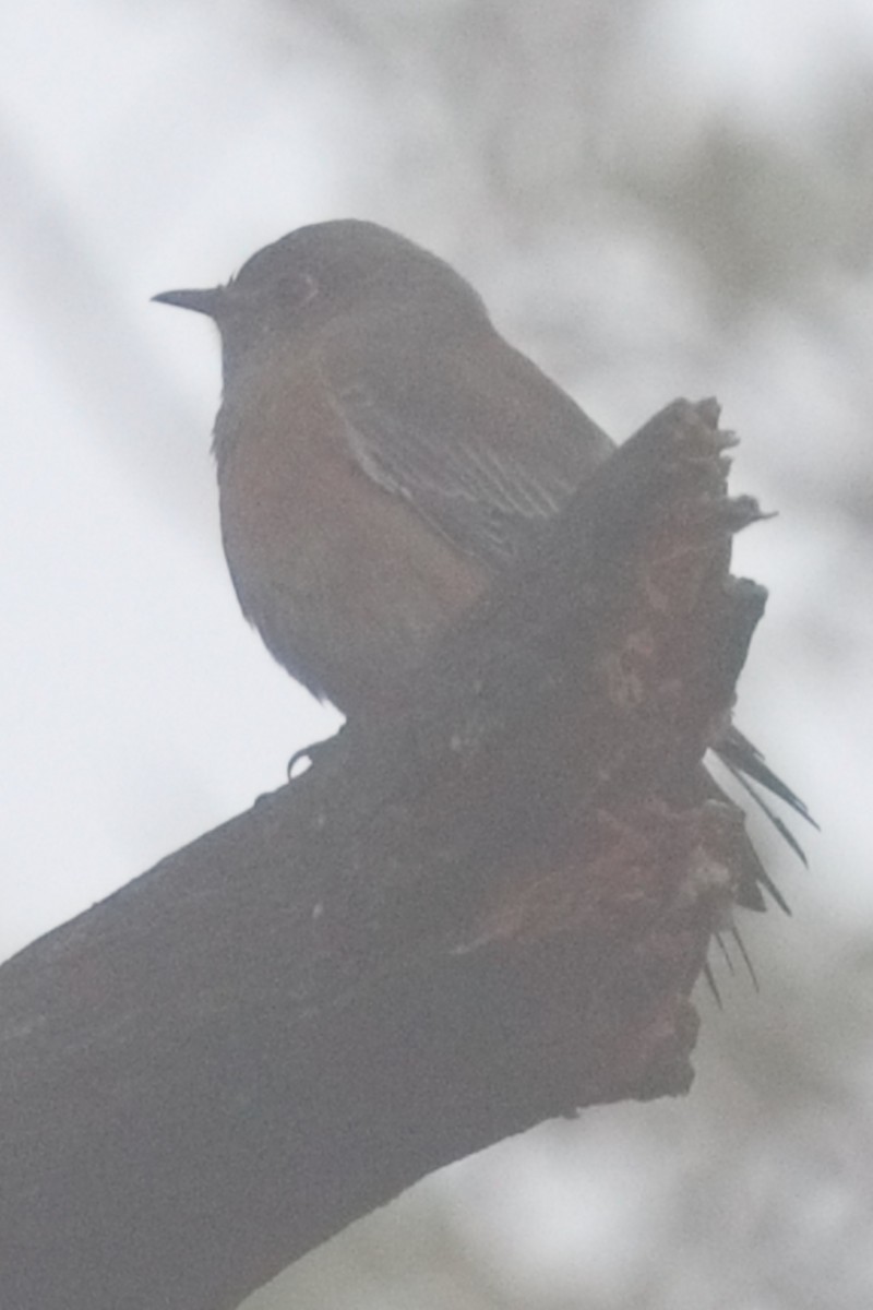 Western Bluebird - ML645550396