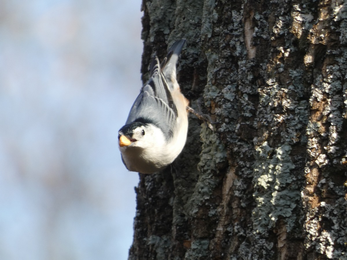 White-breasted Nuthatch (Eastern) - ML645550398