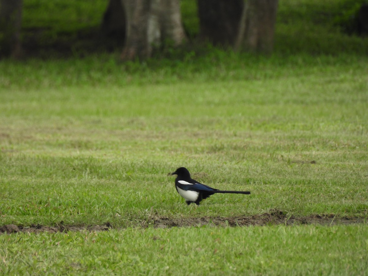 orientskjære - ML645550404