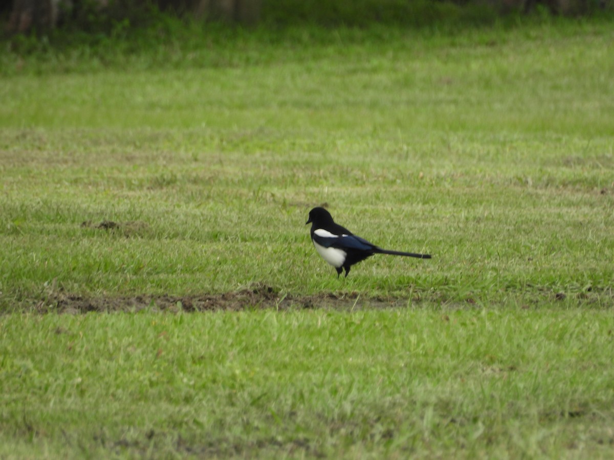 orientskjære - ML645550405