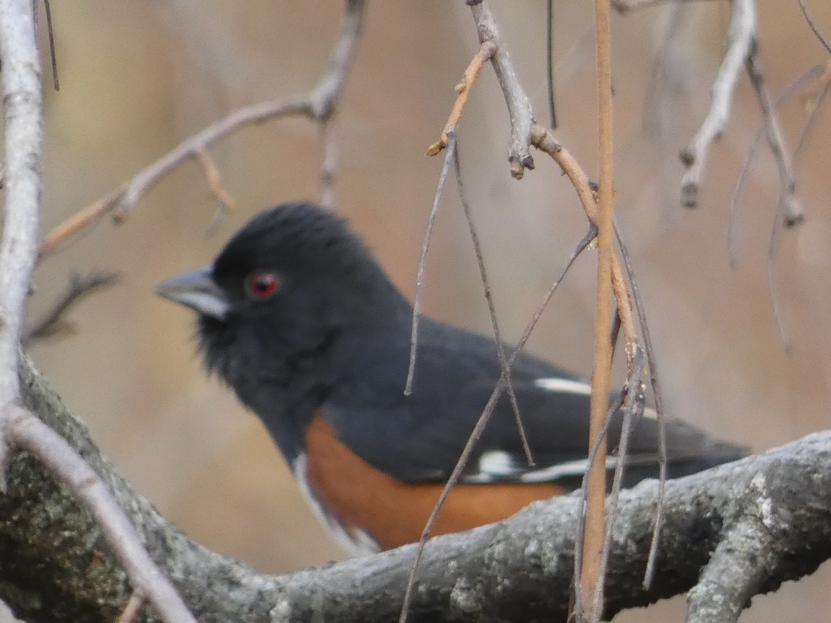 Eastern Towhee - ML645550414