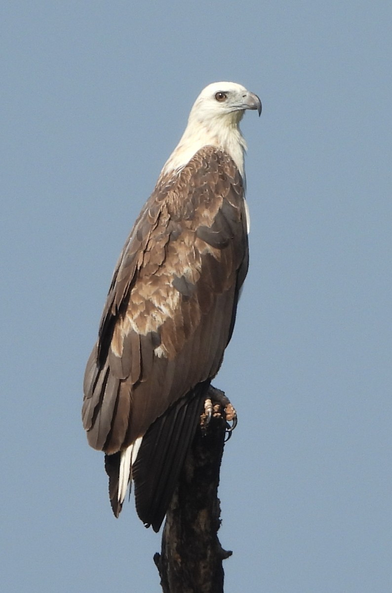 白腹海鵰 - ML645550420