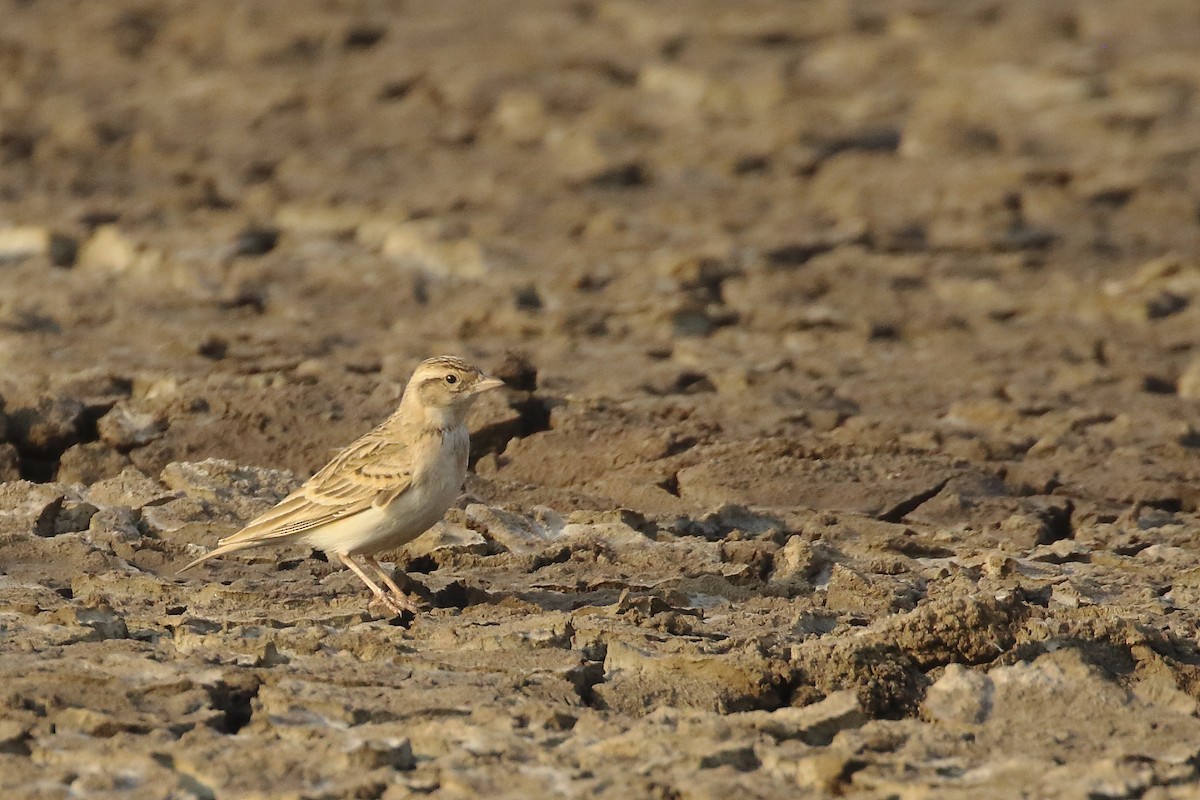 Восточный жаворонок - ML645550436