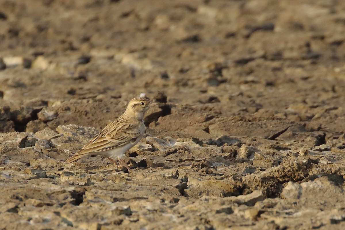 Восточный жаворонок - ML645550437