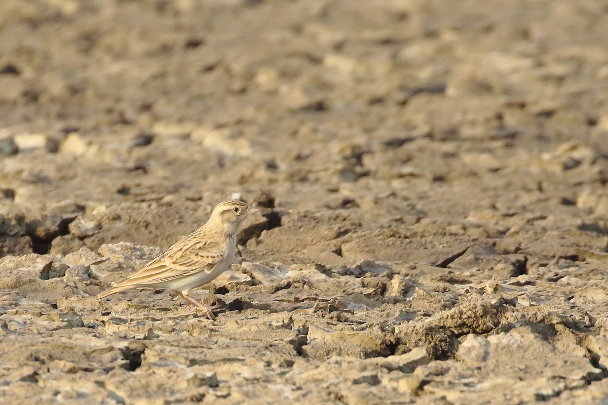 Восточный жаворонок - ML645550438