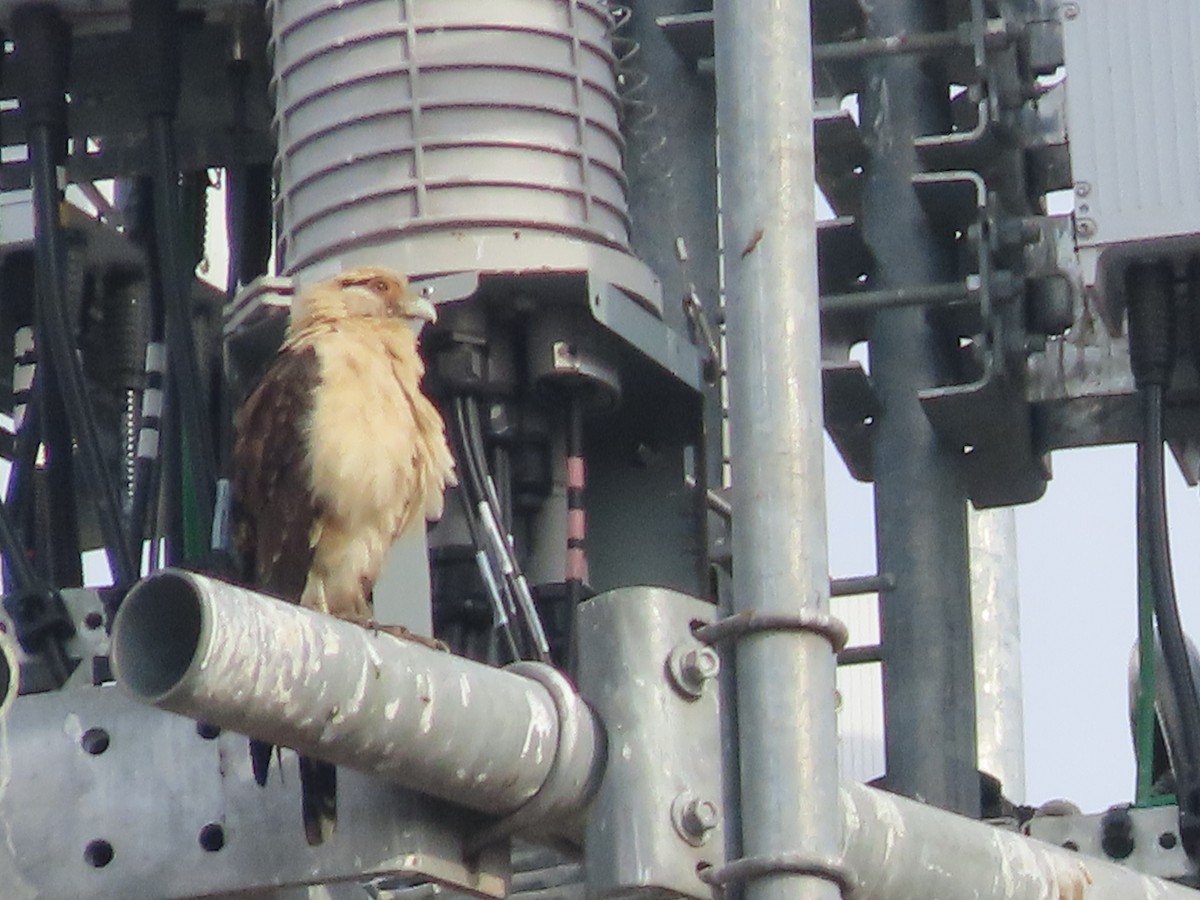 Yellow-headed Caracara - ML645550440