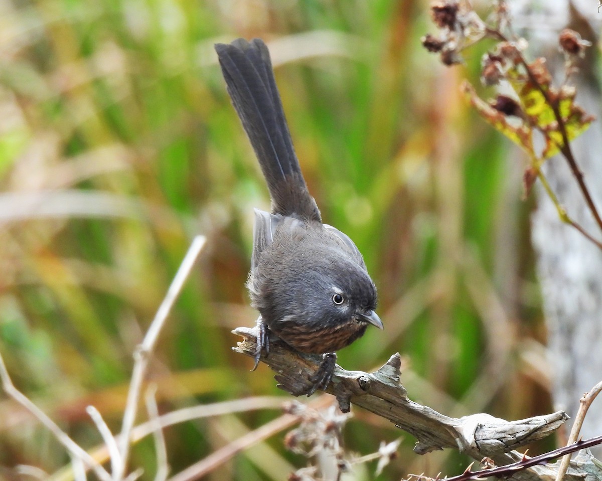 Wrentit - ML645550449