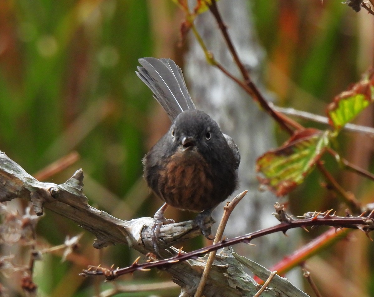 Wrentit - ML645550450