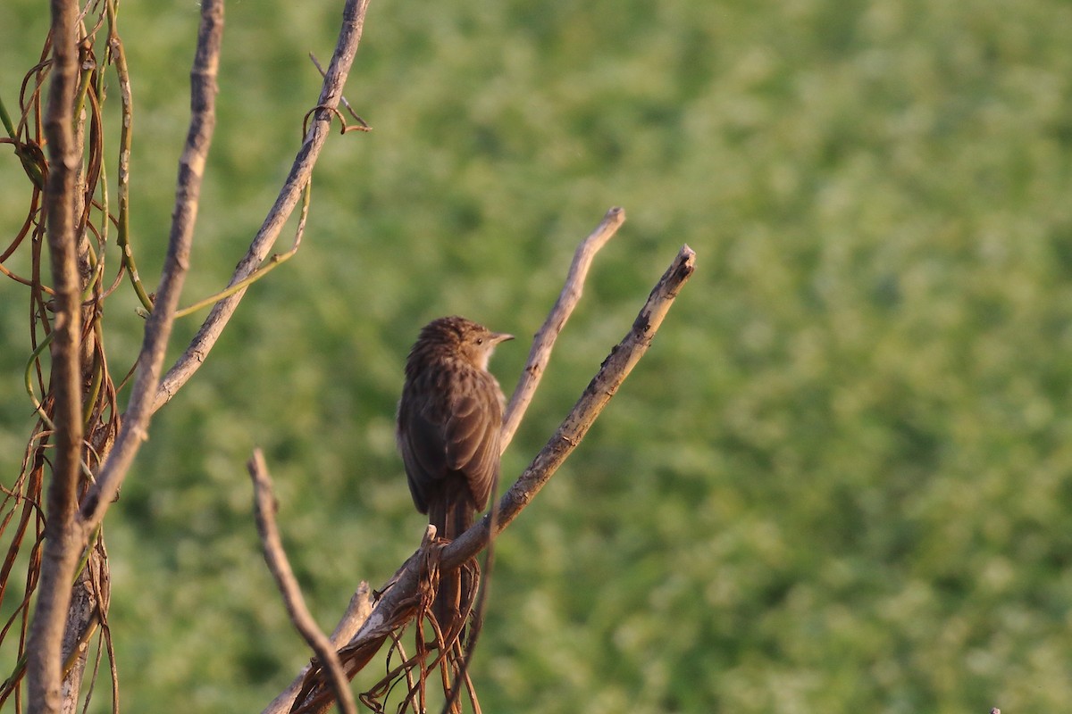 Длиннохвостая дроздовка - ML645550456