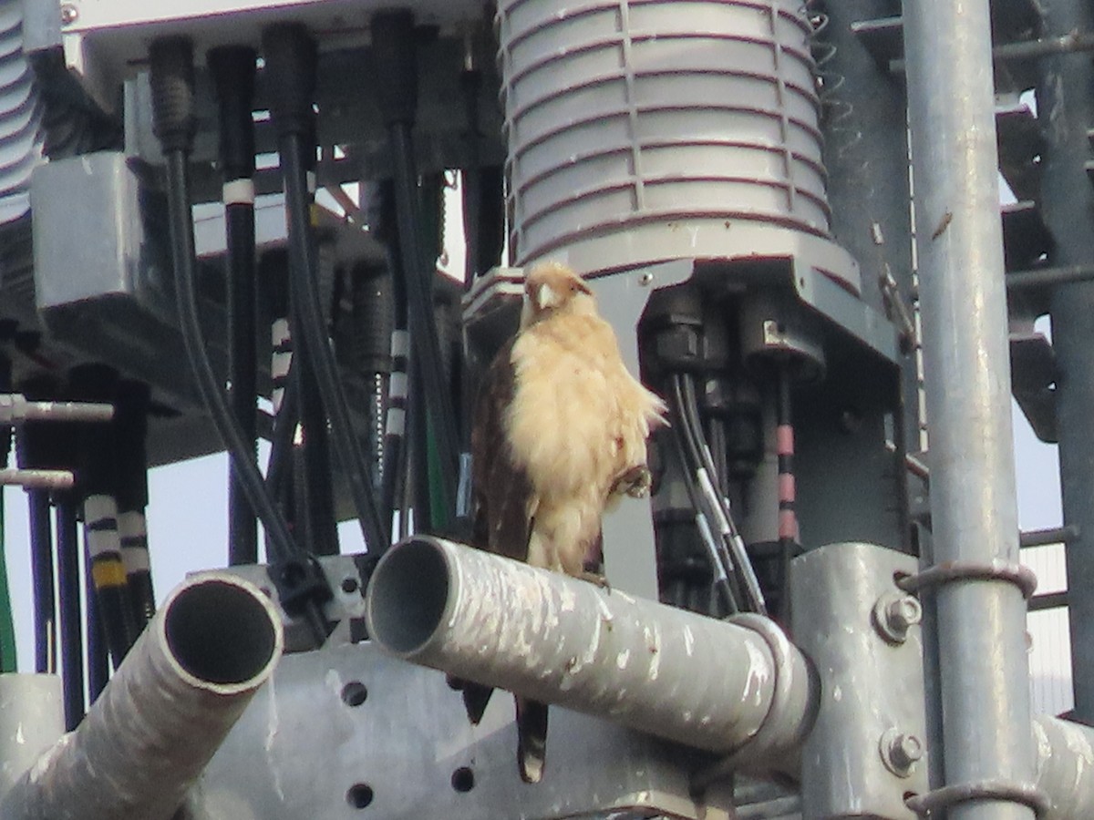 Yellow-headed Caracara - ML645550458