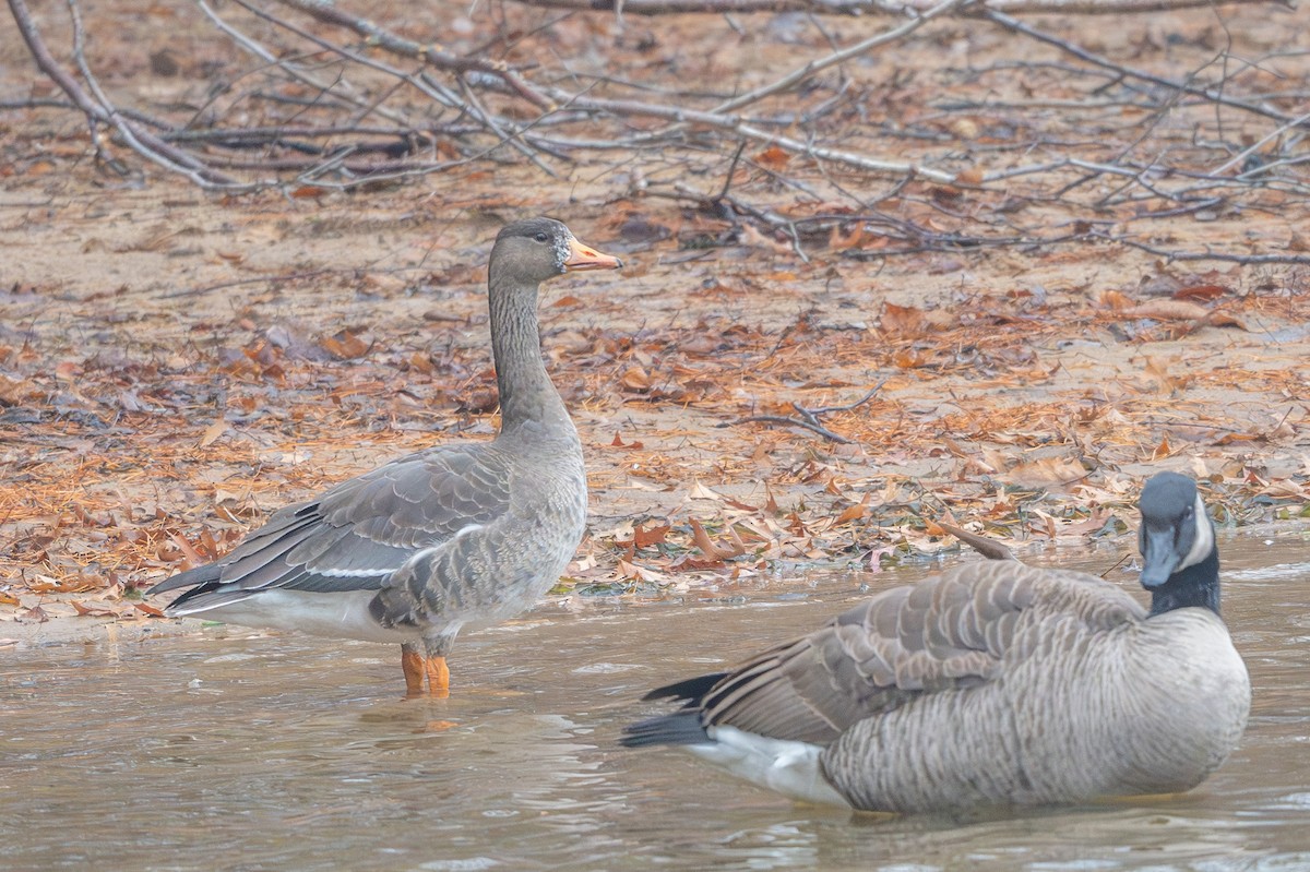 Greater White-fronted Goose - ML645550459