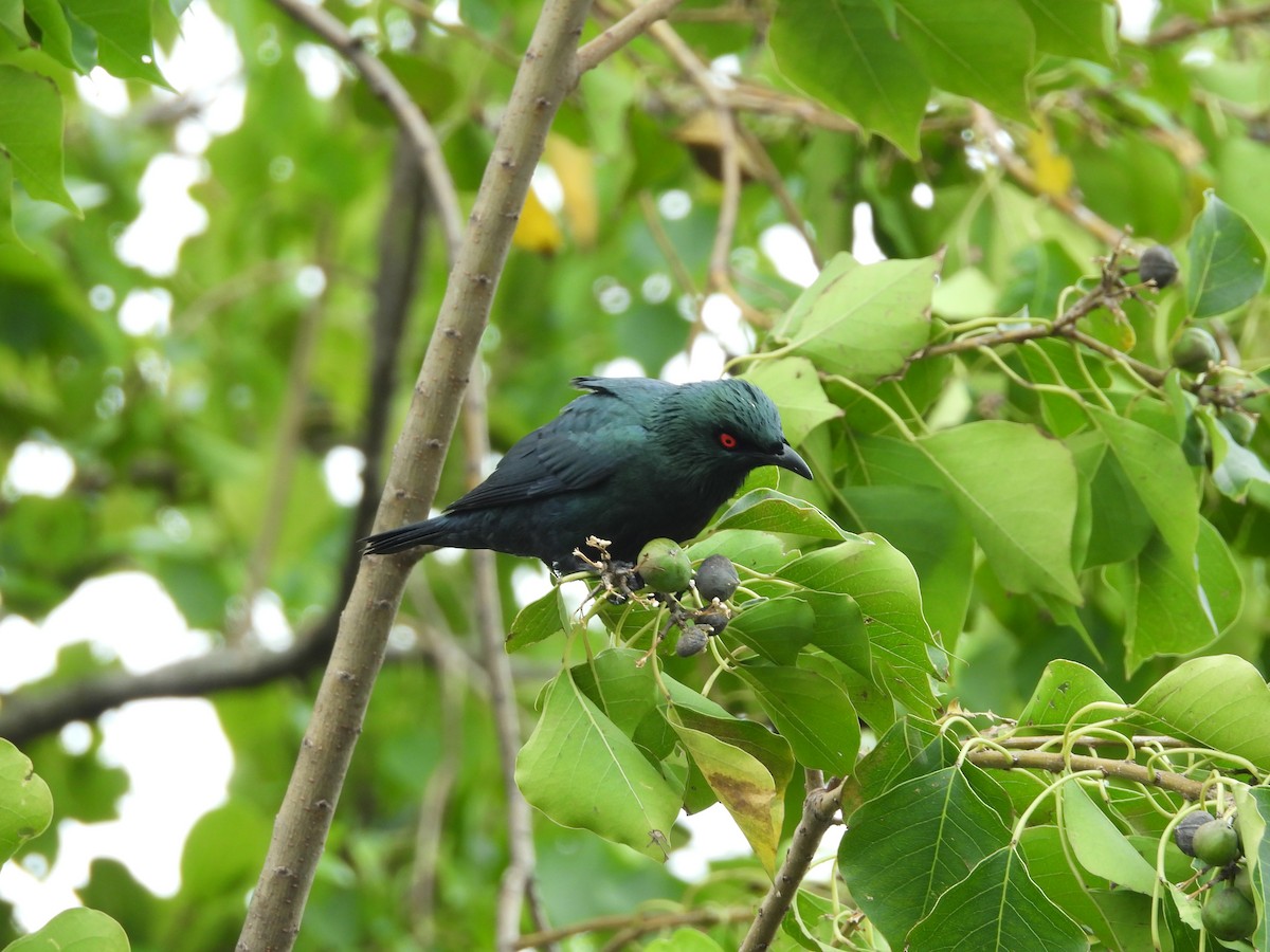 Asian Glossy Starling - ML645550464
