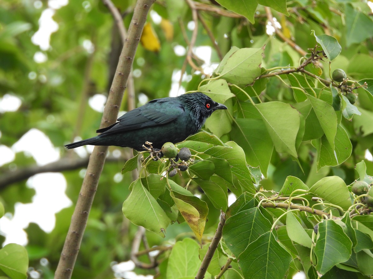 Asian Glossy Starling - ML645550465